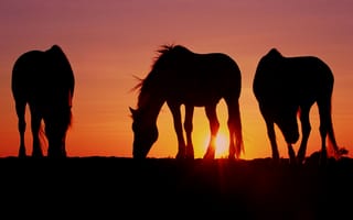 Картинка солнце, закат, конь, лошадь, вечер, от lolita777, пасутся, три