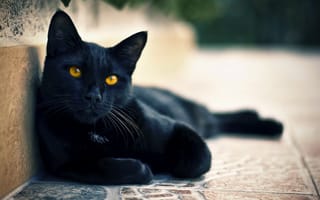 Картинка кот, кошка, глаза, чёрный, улица, коте, смотрит