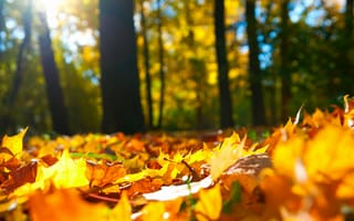 Картинка листья, деревья, осень, лес