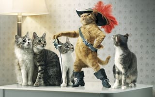 Картинка кот в сапогах, шляпа, шпага, кошки