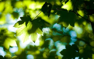 Картинка свет, листья, день, лето, листва, лес, природа, деревья