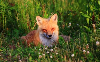 Картинка природа, лиса, лежит