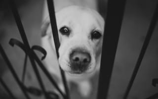Картинка собака, забор, черно-белое, нос, лабрадор, морда
