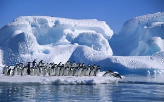 Картинка Adelie Penguin, sea, Antarctica, ice