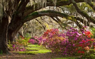 Картинка Magnolia Plantation & Gardens, парк, деревья, кусты