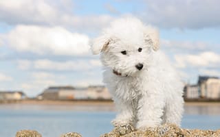 Картинка белый, небо, собака, щенок, город, река, берег, облака