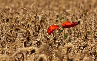 Картинка поле, осень, колосья, природа, цветы, маки