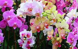Картинка орхидеи, букет, орхидея, цветок, фаленопсис, природа, цветы