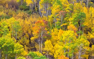 Картинка осень, роща, краски, осина, деревья, склон, лес, листья