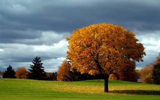 Картинка дерево, облака, листопад, небо, осень, осенние краски