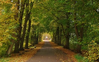 Картинка деревья, Осень, autumn, path, trees, дорожка