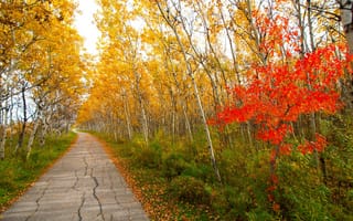 Картинка осень, деревья, багрянец, листья, парк, дорожка