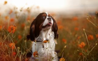 Картинка собака, природа, настроение