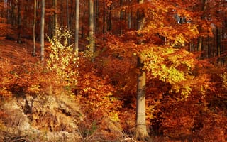 Картинка лес, листья, Осень, forest, autumn, trees, деревья, nature
