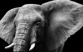 Картинка ivory, ears, elephant, tusks