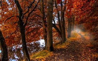 Картинка осень, лес, листья, lake, деревья, forest, trees, туман, листопад, отражение, тропинка, озеро, роща, autumn, Nature, природа
