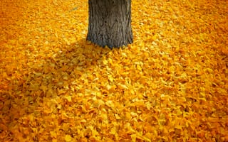 Картинка осень, листья, тень, природа, leaves, листопад, yellow, autumn, дерево, жёлтые, Nature