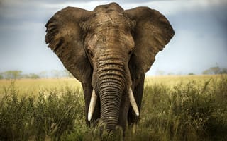 Картинка africa, savannah, ivory, elephant