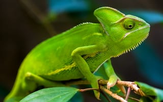Картинка chameleons, green, rainforest