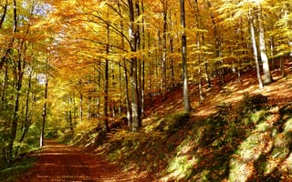 Картинка лес, листья, leaves, trees, Осень, деревья, листопад, path, тропа, autumn, nature, forest