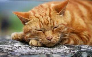 Картинка кот, спит, макро, рыжий, мордашка