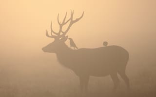 Картинка туман, олень, птицы