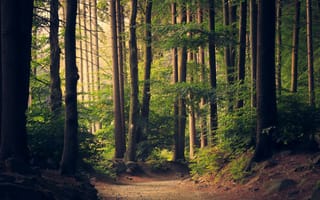 Картинка rocks, trees, trail, leaves, branches, path, nature, woods, forest