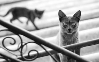 Картинка cat, черно-белое, серый, кошка, кот, размытость, котенок, силуэт, тень, ступени, перила