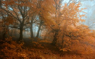 Картинка осень, лес, туман, деревья, роща, листья, Природа, forest