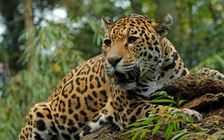 Картинка ягуар, хищник, дикая кошка