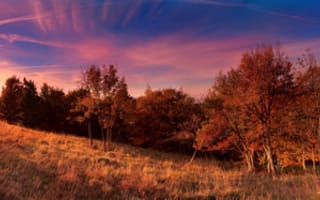 Картинка поле, осень, небо, sky, деревья, trees, nature, Природа