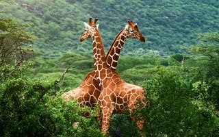 Обои жирафы, Африка, зелень, саванна