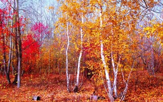 Картинка природа, багрец, осень, золото, пейзаж, лес, красный