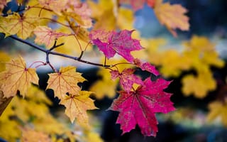 Обои боке, дерево, осень, листья, ветки