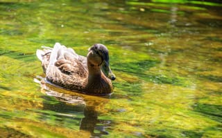 Картинка green, dark, yellow, light, brown, bird, water, nature