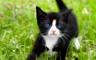 Обои cat, кот, черный, макро, кошка, трава, котенок, белый, голубые глаза, черный