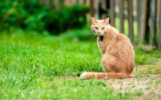 Картинка кошка, трава, хвост, боке, забор, двор, прямой взгляд, спина