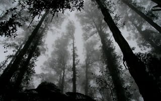 Картинка forest, trees, b/w, fog, black and white, leaves, contrast