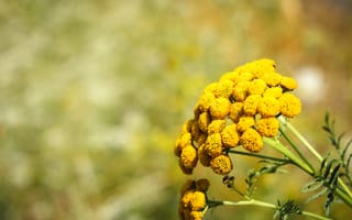 Картинка green, colors, nature, summer, forest, light, landscape, grass