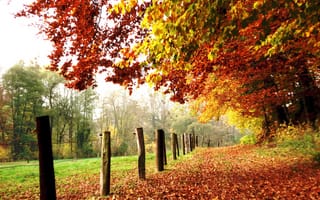 Картинка поле, листья, листопад, nature, fall, leaves, autumn, trees, дорожка, Осень, path, деревья, colors