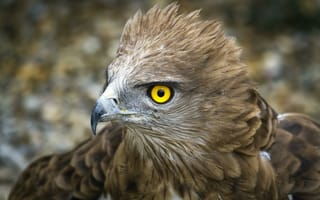 Картинка bird, feathers, eagle, yellow eye