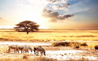 Картинка Afric animality, саванна, Африка, солнце, животные, зебры, пейзаж, zebras