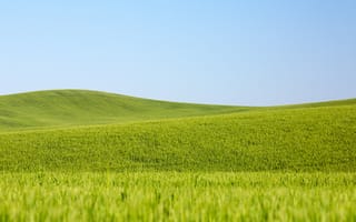 Картинка поля пшеницы, поле, сельская местность, небо, линии, пшеница, фермы