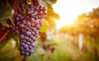 Картинка sunset, vineyard, grapes, plant