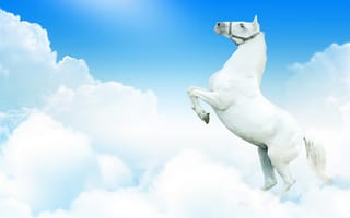 Обои белый, облака, конь, небо, лошадь, фантазия