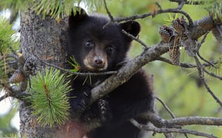 Картинка медведь, медвежонок, сосна, дерево, шишки