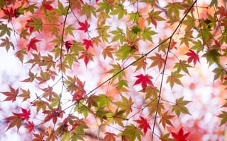 Картинка краски, ветки, осень, листья