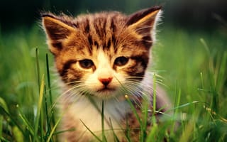 Обои cat, котенок, кошка, трава, макро, кот