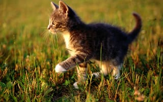Обои cat, трава, кот, котенок, макро, кошка