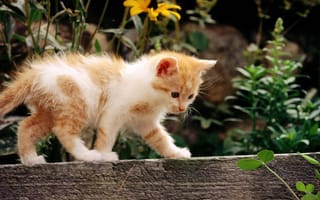 Картинка cat, кошка, белый, цветы, рыжий, кот, котенок